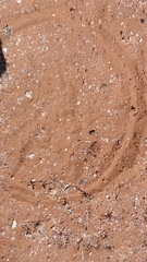 Acinonyx