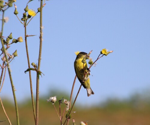 iNaturalist observation photo of Lesser Goldfinch