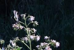 Papilio garamas