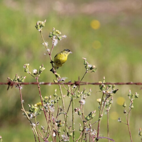 iNaturalist observation photo of Lesser Goldfinch