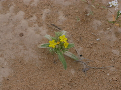 Arnebia hispidissima