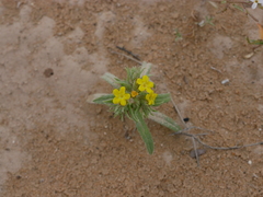 Arnebia hispidissima