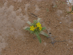 Arnebia hispidissima