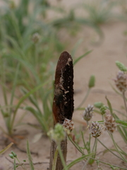 Cynomorium coccineum