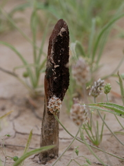 Cynomorium coccineum