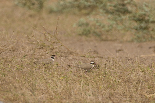 Black-headed Lapwing (Vanellus tectus), photo 8