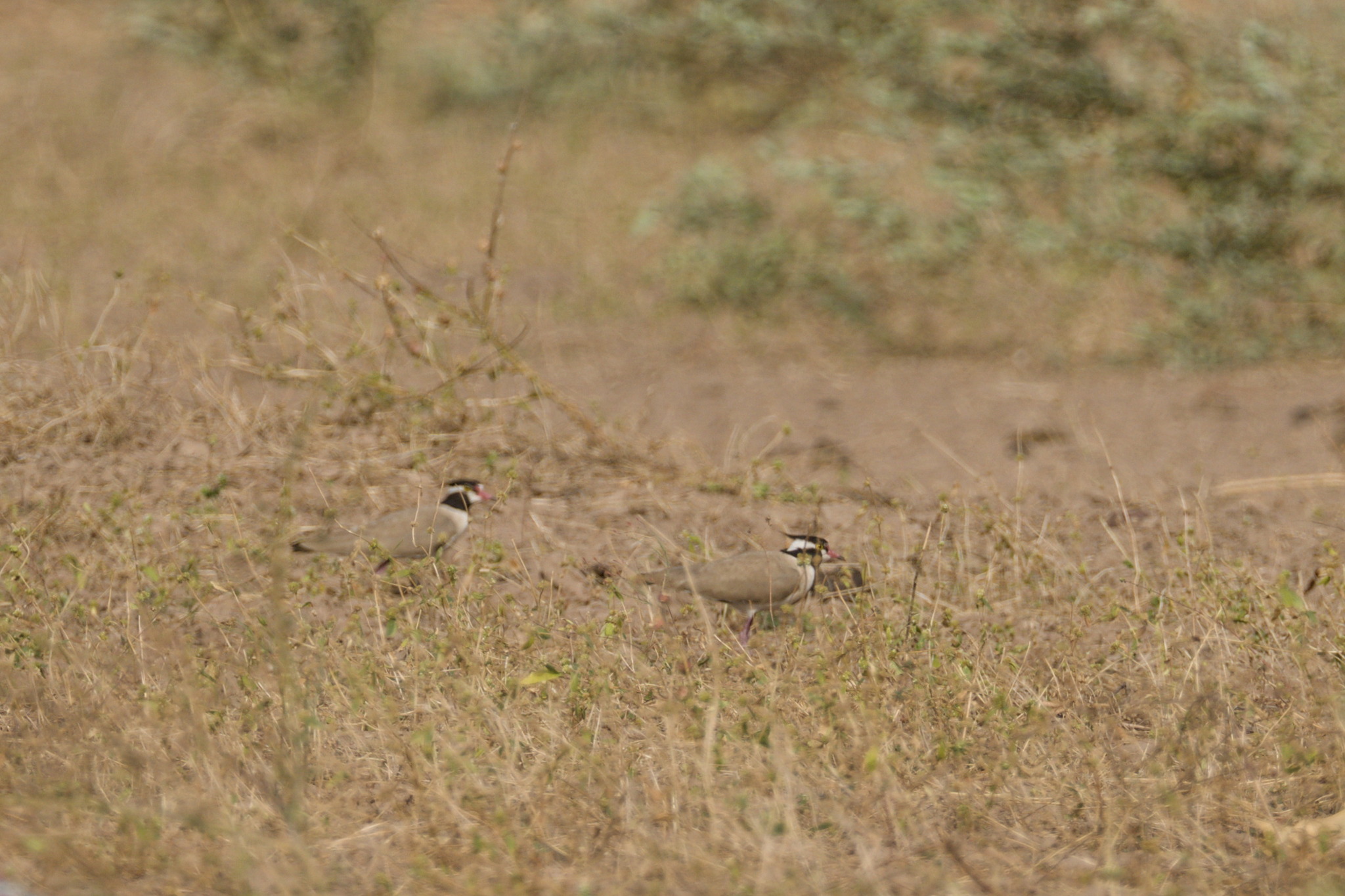 Black-headed Lapwing (Vanellus tectus), photo 4