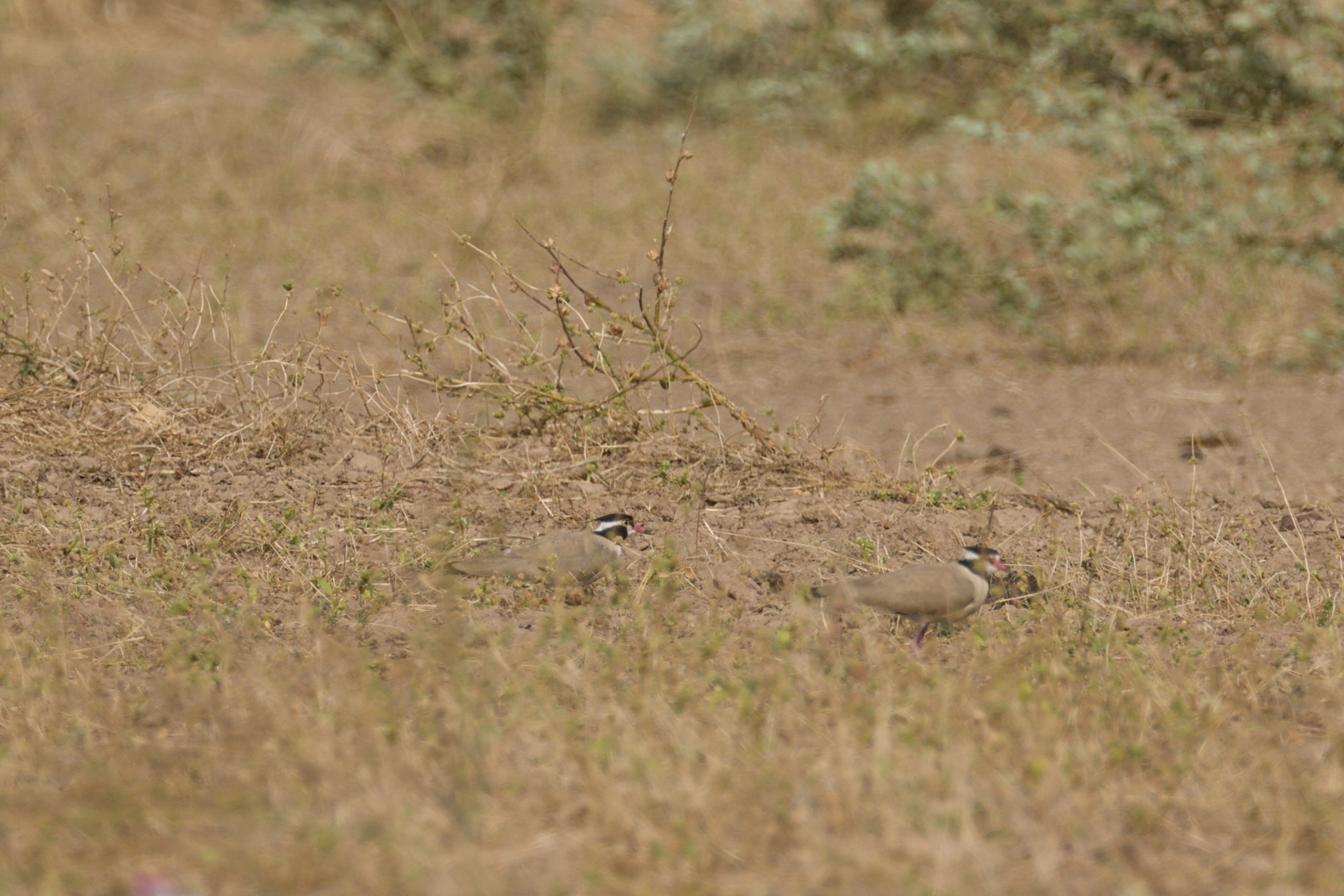 Black-headed Lapwing (Vanellus tectus), photo 5