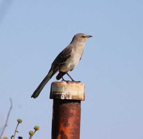 iNaturalist observation photo of Northern Mockingbird