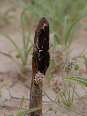Cynomorium coccineum