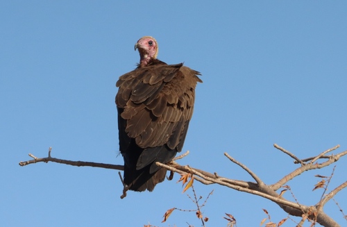 Hooded Vulture
