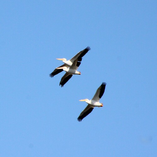 iNaturalist observation photo of American White Pelican