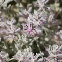 Ptilotus sessilifolius