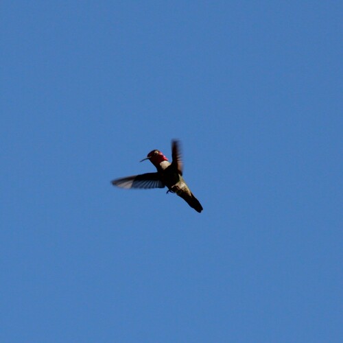 iNaturalist observation photo of Anna's Hummingbird