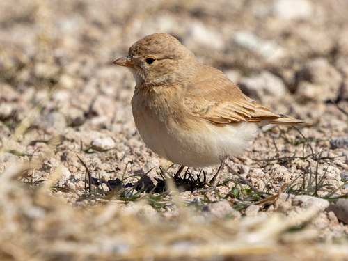 Bar-tailed Lark