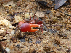 Tubuca coarctata