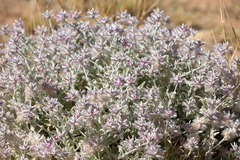 Ptilotus sessilifolius