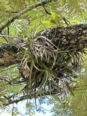(c) Rosario Douglas, some rights reserved (CC BY) Tillandsia ixioides, photograph (c) Rosario Douglas, some rights reserved (CC BY)