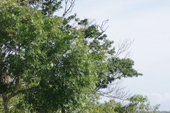 Ptaeroxylon obliquum