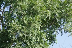 Ptaeroxylon obliquum