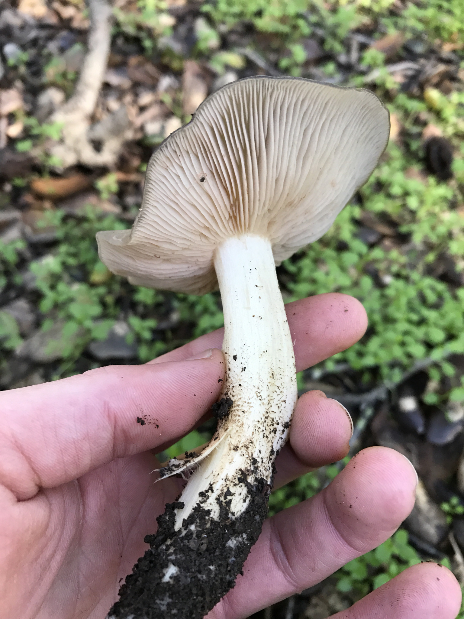 Entoloma ferruginans image