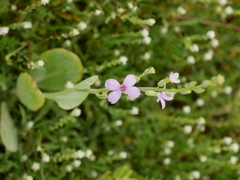 Physorhynchus chamaerapistrum