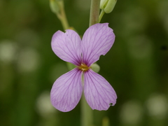 Physorhynchus chamaerapistrum