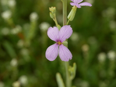 Physorhynchus chamaerapistrum
