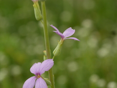 Physorhynchus chamaerapistrum