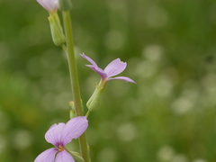 Physorhynchus chamaerapistrum