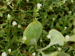 Physorhynchus chamaerapistrum