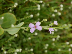 Physorhynchus chamaerapistrum