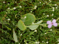 Physorhynchus chamaerapistrum