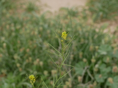 Sisymbrium erysimoides