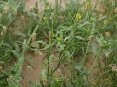 Sisymbrium erysimoides