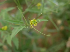 Sisymbrium erysimoides