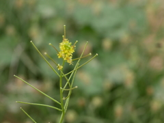 Sisymbrium erysimoides