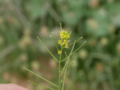 Sisymbrium erysimoides