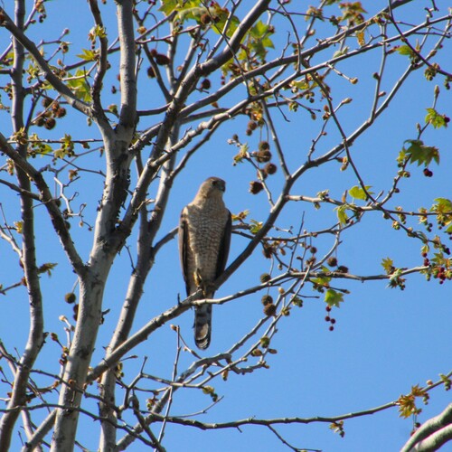 iNaturalist observation photo of Cooper's Hawk