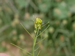 Sisymbrium erysimoides