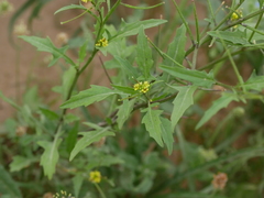 Sisymbrium erysimoides