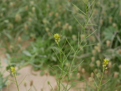Sisymbrium erysimoides