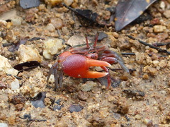 Tubuca coarctata