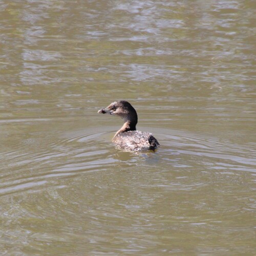 iNaturalist observation photo of Pied-billed Grebe