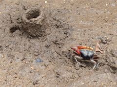 Tubuca coarctata