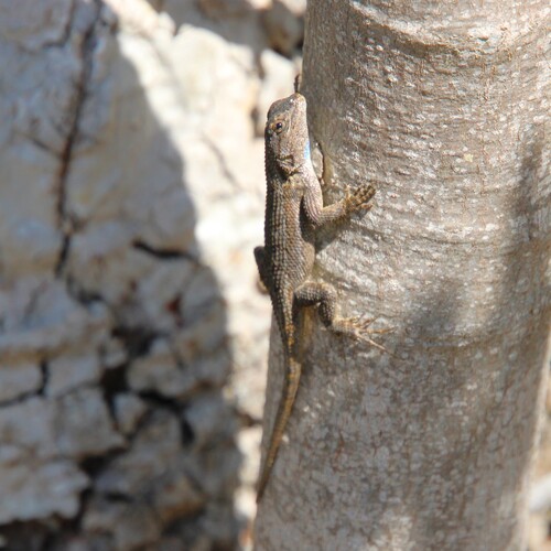 iNaturalist observation photo of Western Fence Lizard