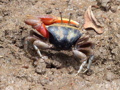 Tubuca coarctata