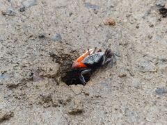 Tubuca coarctata
