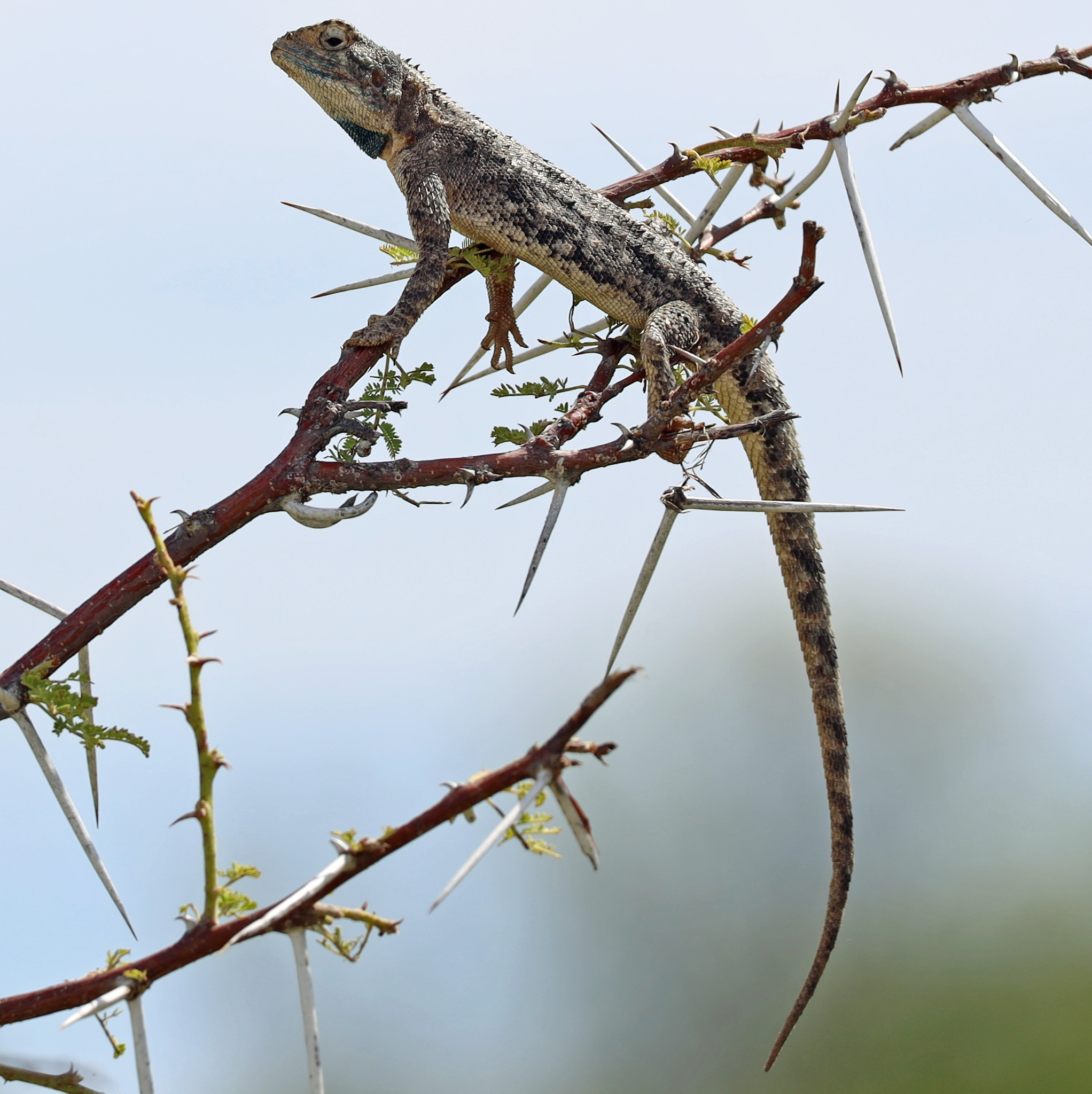 Agama aculeata aculeata Merrem, 1820