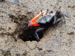 Tubuca coarctata